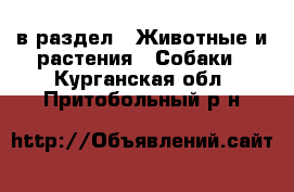  в раздел : Животные и растения » Собаки . Курганская обл.,Притобольный р-н